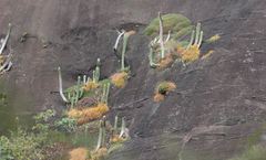 Coleocephalocereus fluminensis