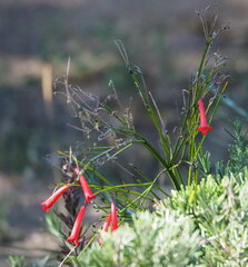 Russelia equisetiformis