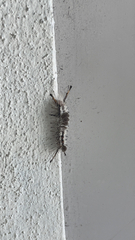 Dasychira meridionalis