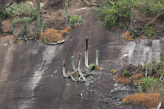 Coleocephalocereus fluminensis