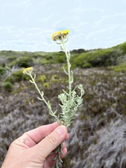 Helichrysum dasyanthum