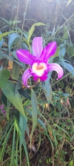 Sobralia violacea