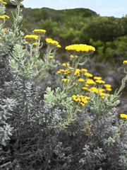 Helichrysum dasyanthum