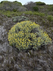 Helichrysum dasyanthum
