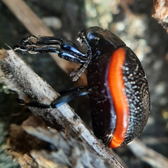 Chrysolina gypsophilae