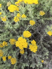 Helichrysum dasyanthum