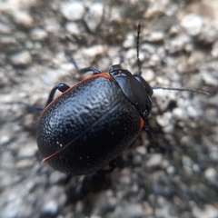 Chrysolina gypsophilae