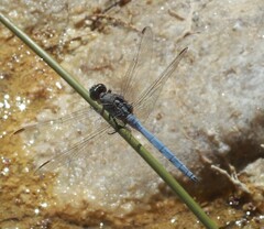 Orthetrum chrysostigma
