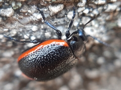 Chrysolina gypsophilae