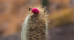 Coleocephalocereus fluminensis