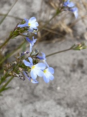 Lobelia comosa