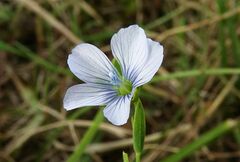 Linum bienne