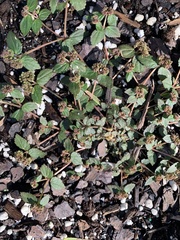 Euphorbia ophthalmica