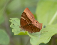 Abisara bifasciata
