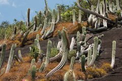 Coleocephalocereus fluminensis