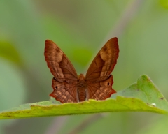 Abisara bifasciata