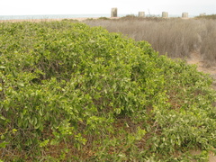 Salvadora
