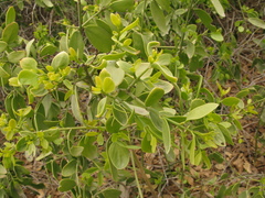 Salvadora