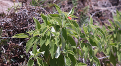 Sinningia mauroana