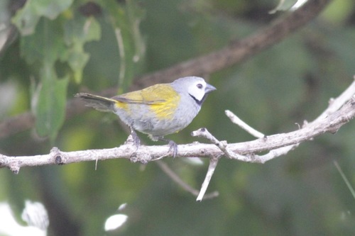 Grey-headed Oliveback