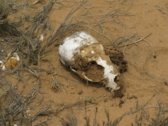 Arctocephalus pusillus