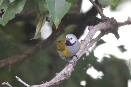 Grey-headed Oliveback