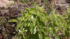 Sinningia mauroana