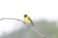 Pachyphantes superciliosus