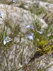 Lobelia comosa
