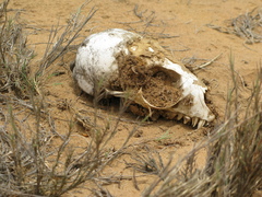 Arctocephalus pusillus