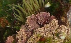 Corallina officinalis