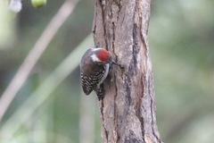 Chloropicus obsoletus