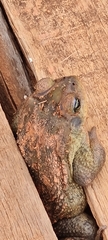 Rhinella rubescens
