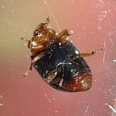 Scymnus kansanus