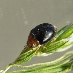 Scymnus kansanus