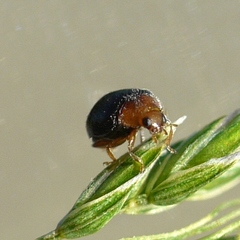 Scymnus kansanus