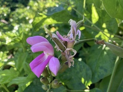 Canavalia cathartica