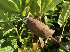 Canavalia cathartica