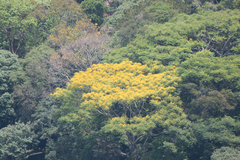 Schizolobium parahyba