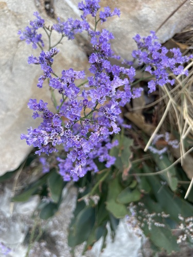Plava mrižica (Limonium narbonense)