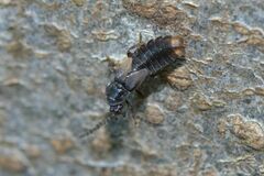 Phosphaenus hemipterus