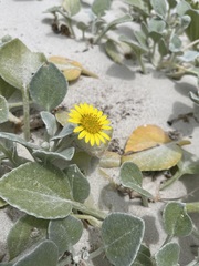 Arctotheca populifolia
