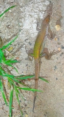 Ameiva