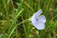 Linum bienne