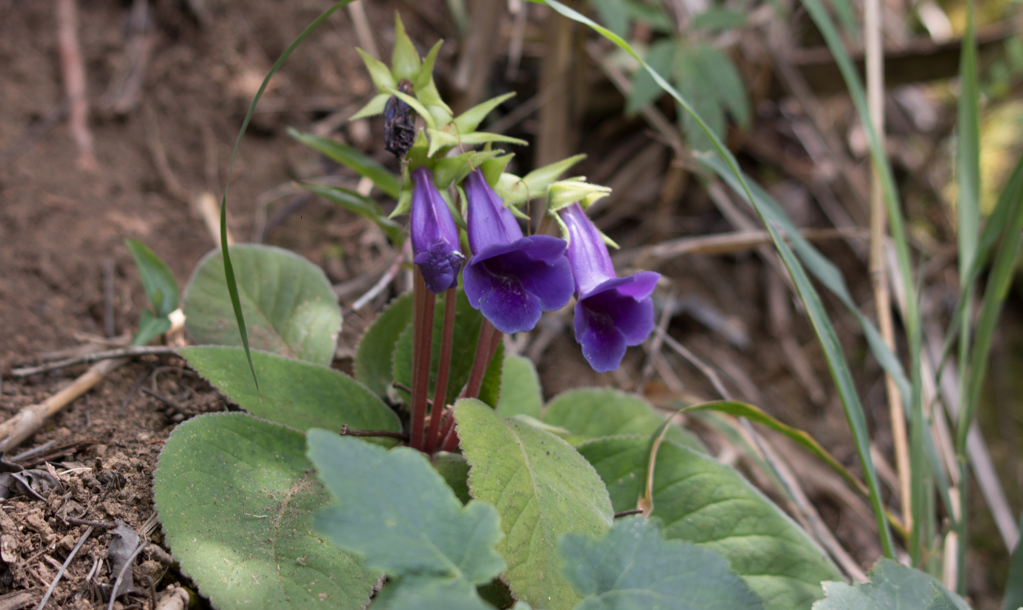 Sinningia speciosa