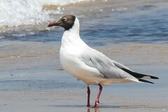 Chroicocephalus brunnicephalus