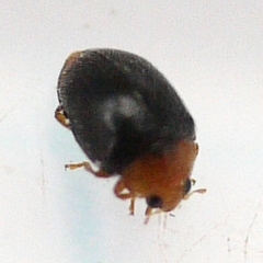 Scymnus kansanus