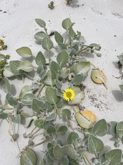 Arctotheca populifolia