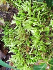 Brachythecium rivulare