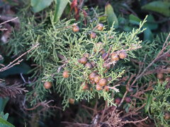Juniperus turbinata